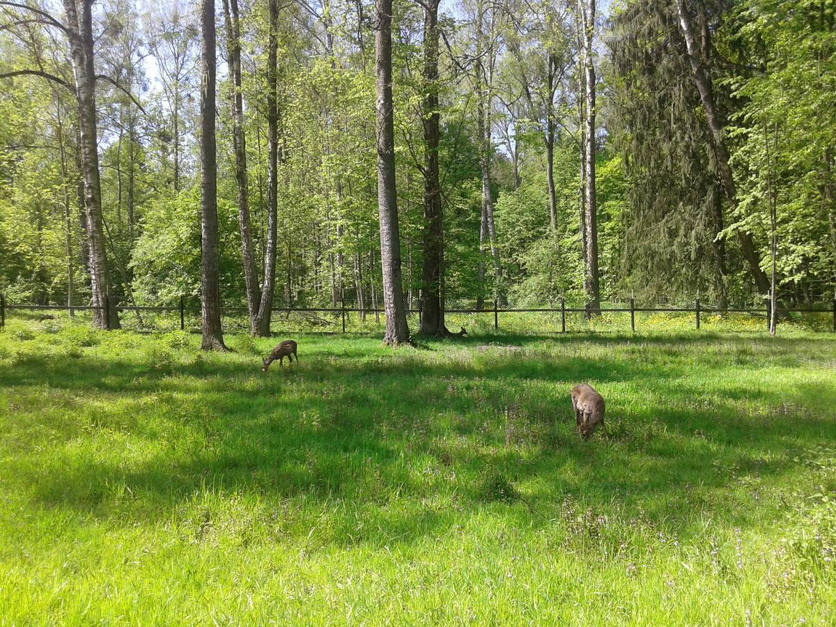 Cztery Pory Roku Guest House Bialowieza Exterior photo
