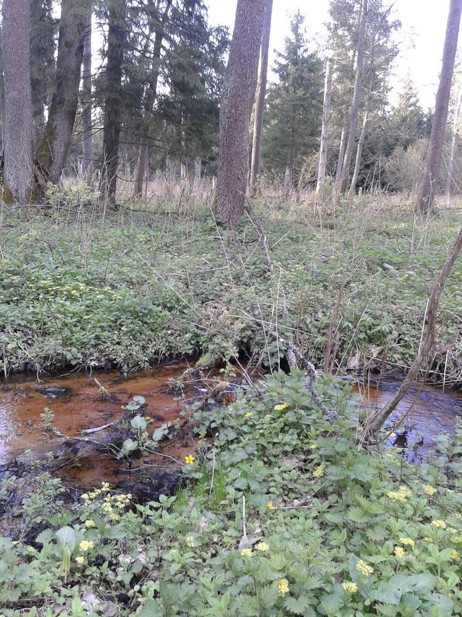 Cztery Pory Roku Guest House Bialowieza Exterior photo